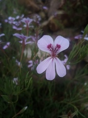 Pelargonium laevigatum laevigatum