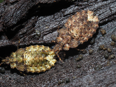 Aradus depressus