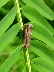 Calyptoproctina
