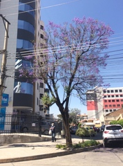 Jacaranda mimosifolia