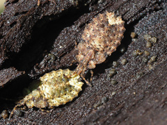Aradus depressus