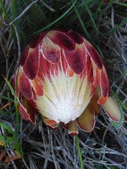 Protea restionifolia
