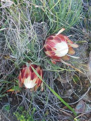 Protea restionifolia