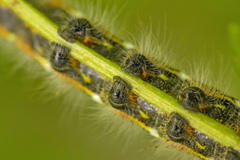 Buff-tip