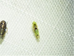 Erythroneura octonotata