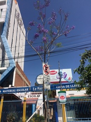 Jacaranda mimosifolia