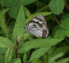 Melanargia epimede
