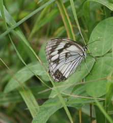 Melanargia epimede