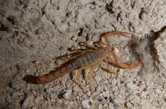 Serradigitus