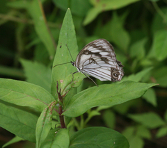 Melanargia epimede