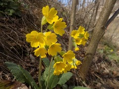 Primula veris