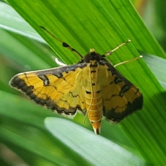 Ategumia