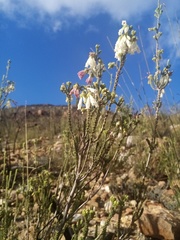 Erica pectinifolia
