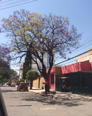 Jacaranda mimosifolia