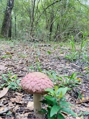 Boletellus ananas image