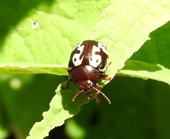 Calligrapha intermedia