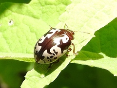 Calligrapha intermedia