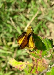 Polites vibex praeceps