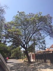 Jacaranda mimosifolia