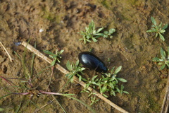 Hydrochara caraboides