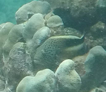 Paracirrhites forsteri