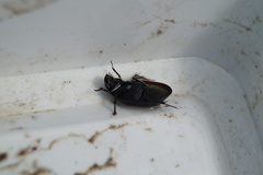 Hydrochara caraboides