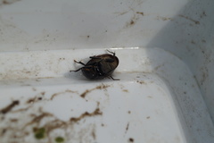 Hydrochara caraboides