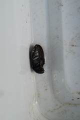 Hydrochara caraboides