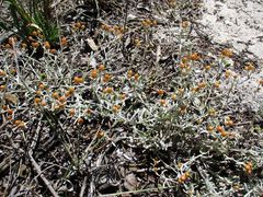 Helichrysum cochleariforme
