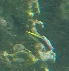 Labroides phthirophagus