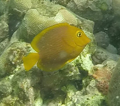 Ctenochaetus strigosus