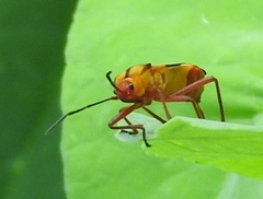 Oncopeltus guttaloides