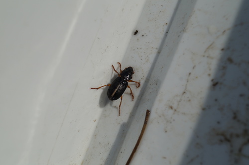 Strawberry Seed Beetle, Noord-Brabant, NL, photo 5 of 10