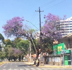 Jacaranda mimosifolia
