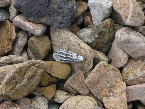 Koreoleptoxis amurensis