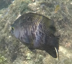 Plectroglyphidodon marginatus