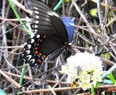 Heraclides pallas bajaensis