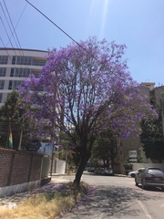 Jacaranda mimosifolia