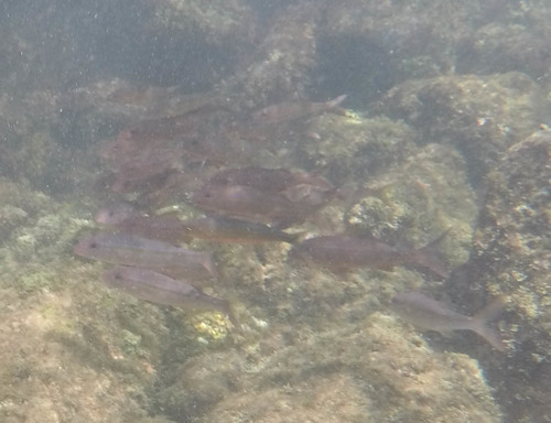 Mullidae