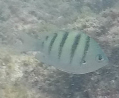 Abudefduf abdominalis