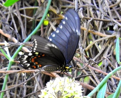 Heraclides pallas bajaensis