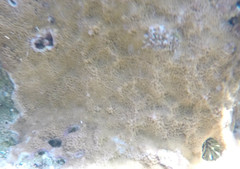 Montipora capitata