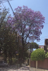 Jacaranda mimosifolia