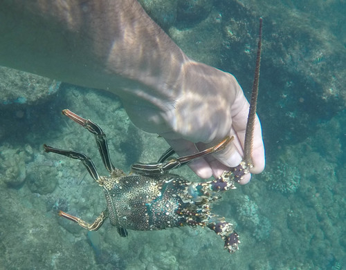 Palinuridae