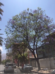 Jacaranda mimosifolia