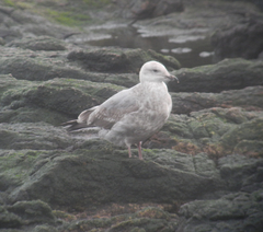Larus argentatus × glaucescens