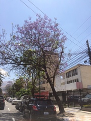 Jacaranda mimosifolia