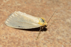 Chrysoecia thoracica