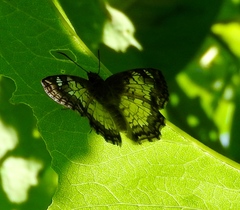 Antigonus emorsa