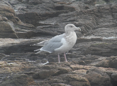 Larus argentatus × glaucescens
